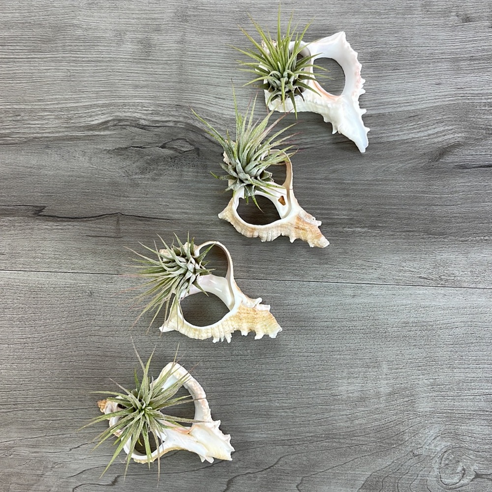 🔆AIR PLANT BUDDY🔆 WITH REAL SEA SHELL HAND MADE AND UNIQUE - Picture 5 of 11